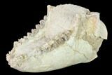 Fossil Oreodont (Merycoidodon) Mandible - Wyoming #143850-3